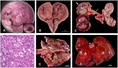 Naturally-Occurring Invasive Urothelial Carcinoma in Dogs, a Unique Model to Drive Advances in Managing Muscle Invasive Bladder Cancer in Humans